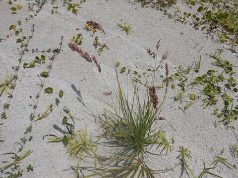 Image of Red Love Grass