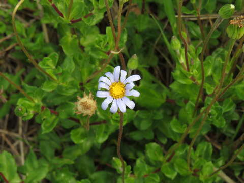 Image of blue daisy