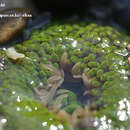 Image of Anthopleura fuscoviridis Carlgren 1949