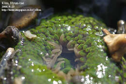 Anthopleura fuscoviridis Carlgren 1949 resmi