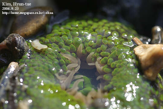 Anthopleura fuscoviridis Carlgren 1949 resmi