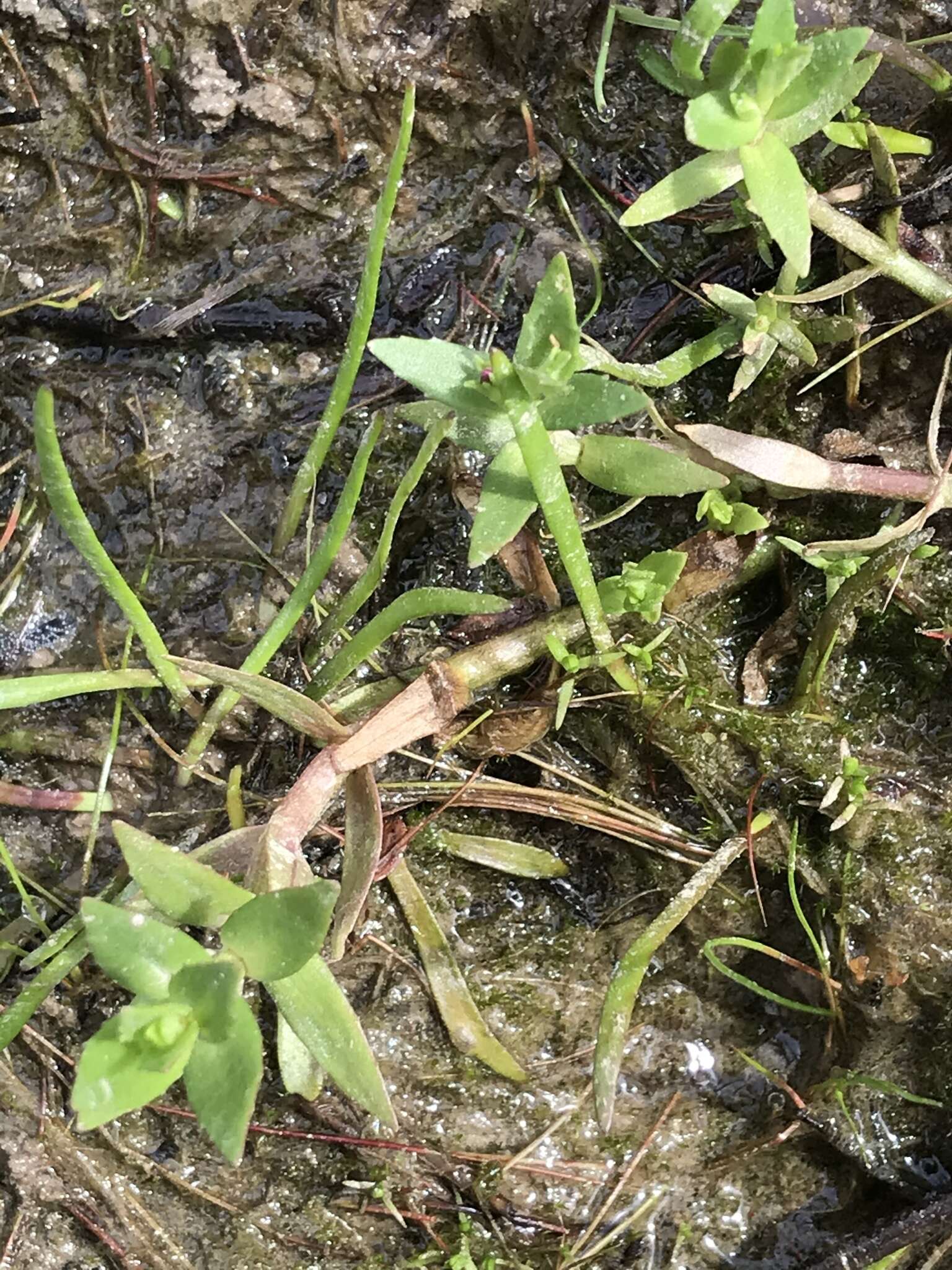 Image de Gratiola pubescens R. Br.