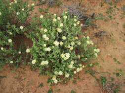 Image of Delosperma crassum L. Bol.