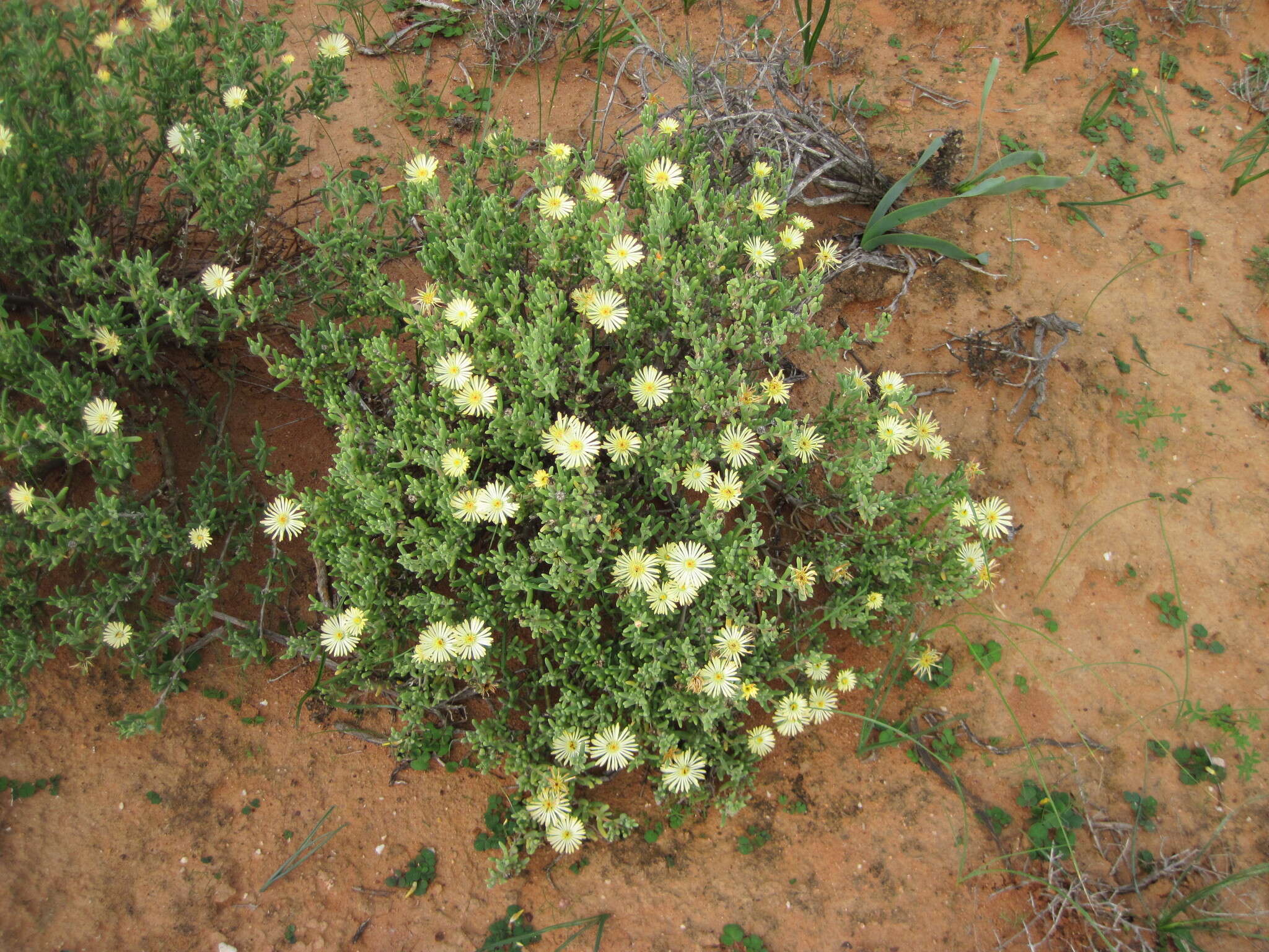 Imagem de Delosperma crassum L. Bol.