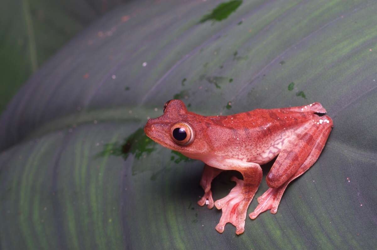 Rhacophorus pardalis Günther 1858 resmi