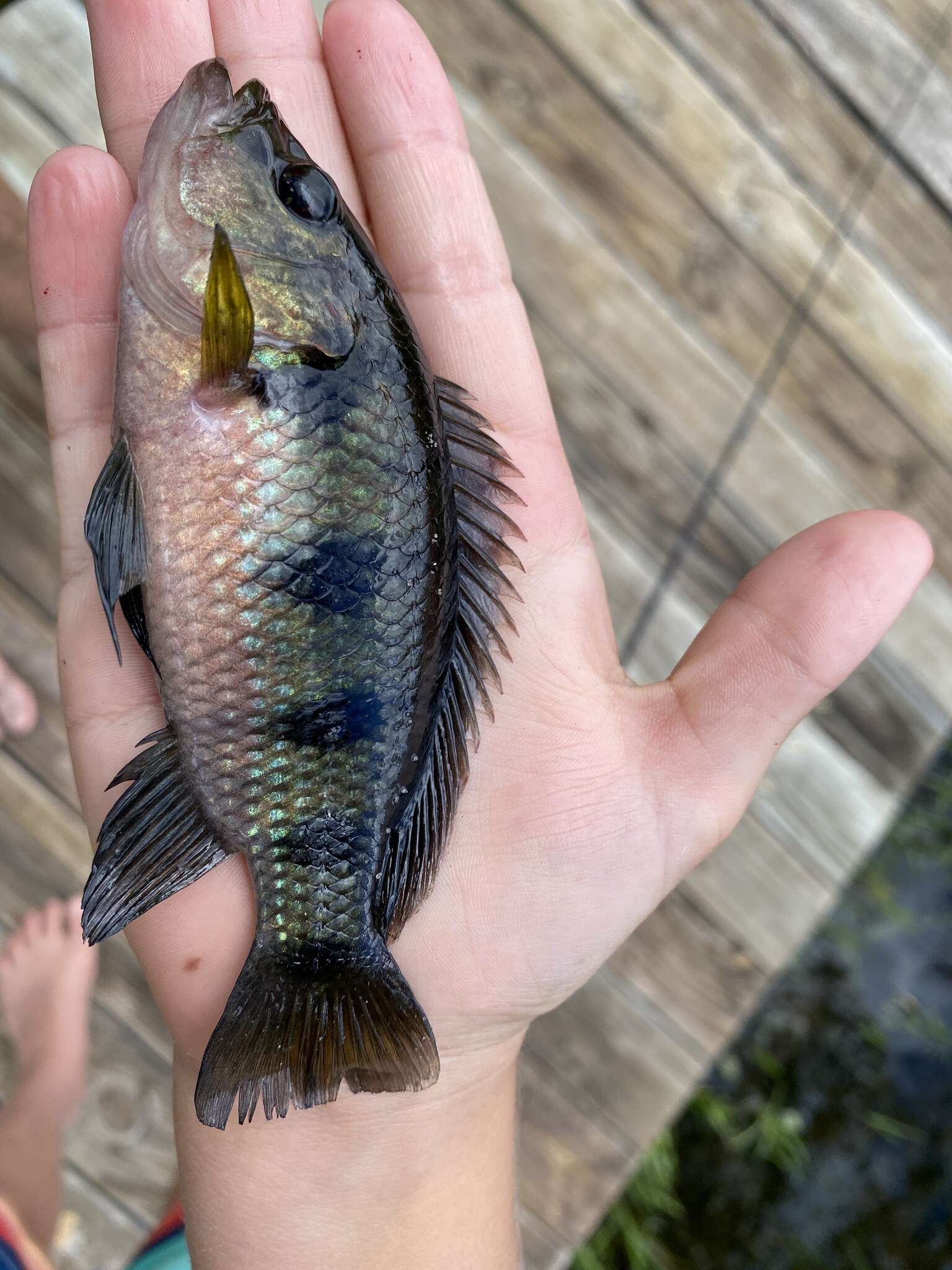 Image of Banded jewel cichlid