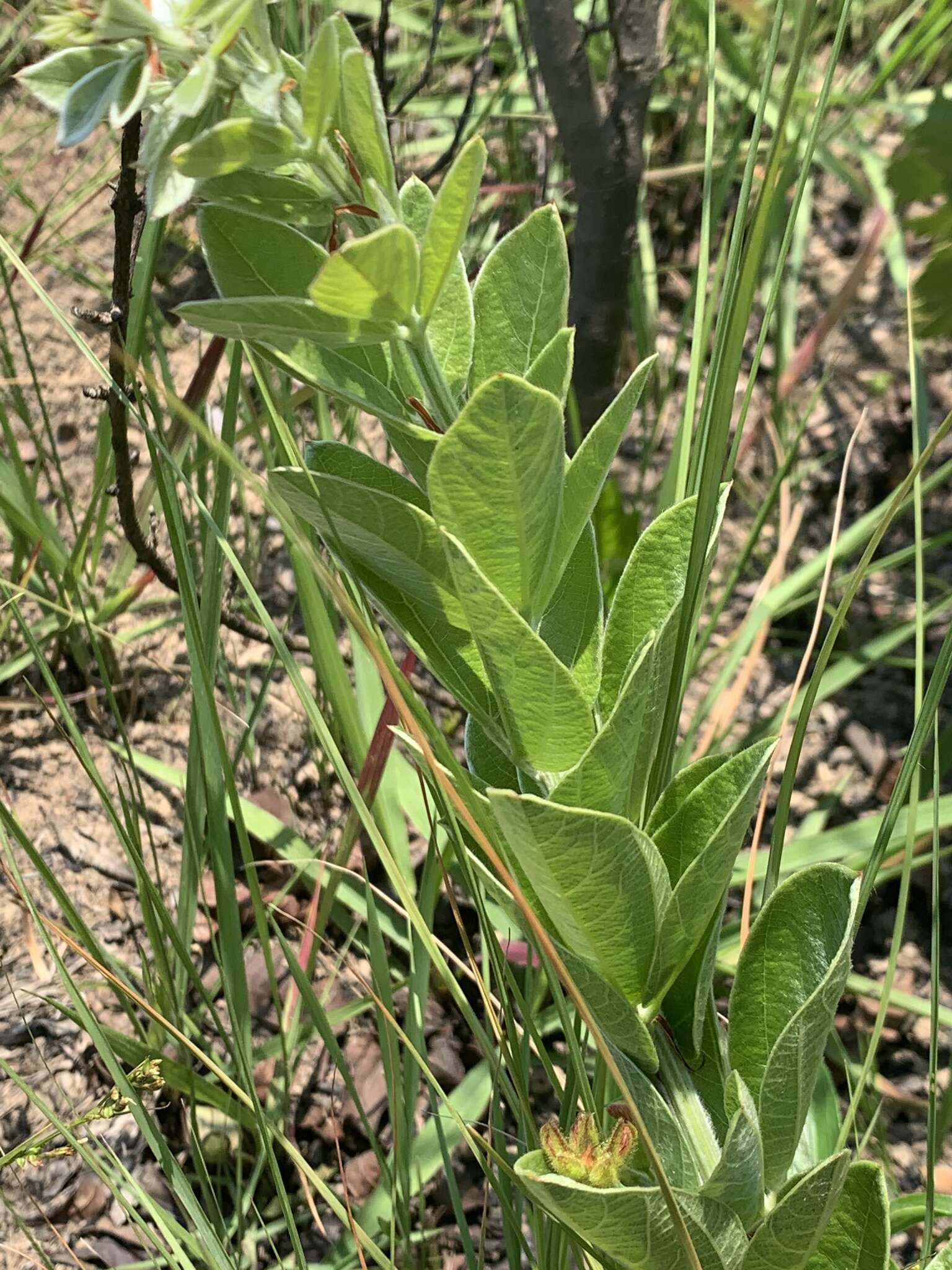 Image of Rhynchosia angulosa Schinz