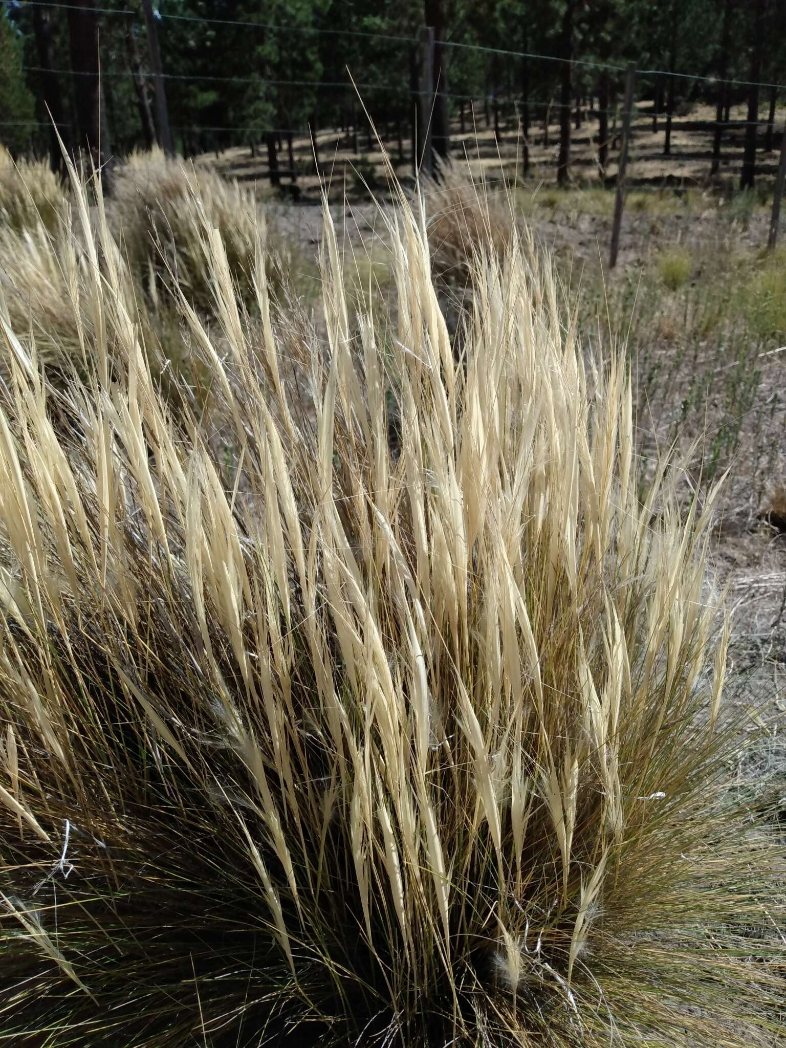 Plancia ëd Pappostipa humilis (Cav.) Romasch.