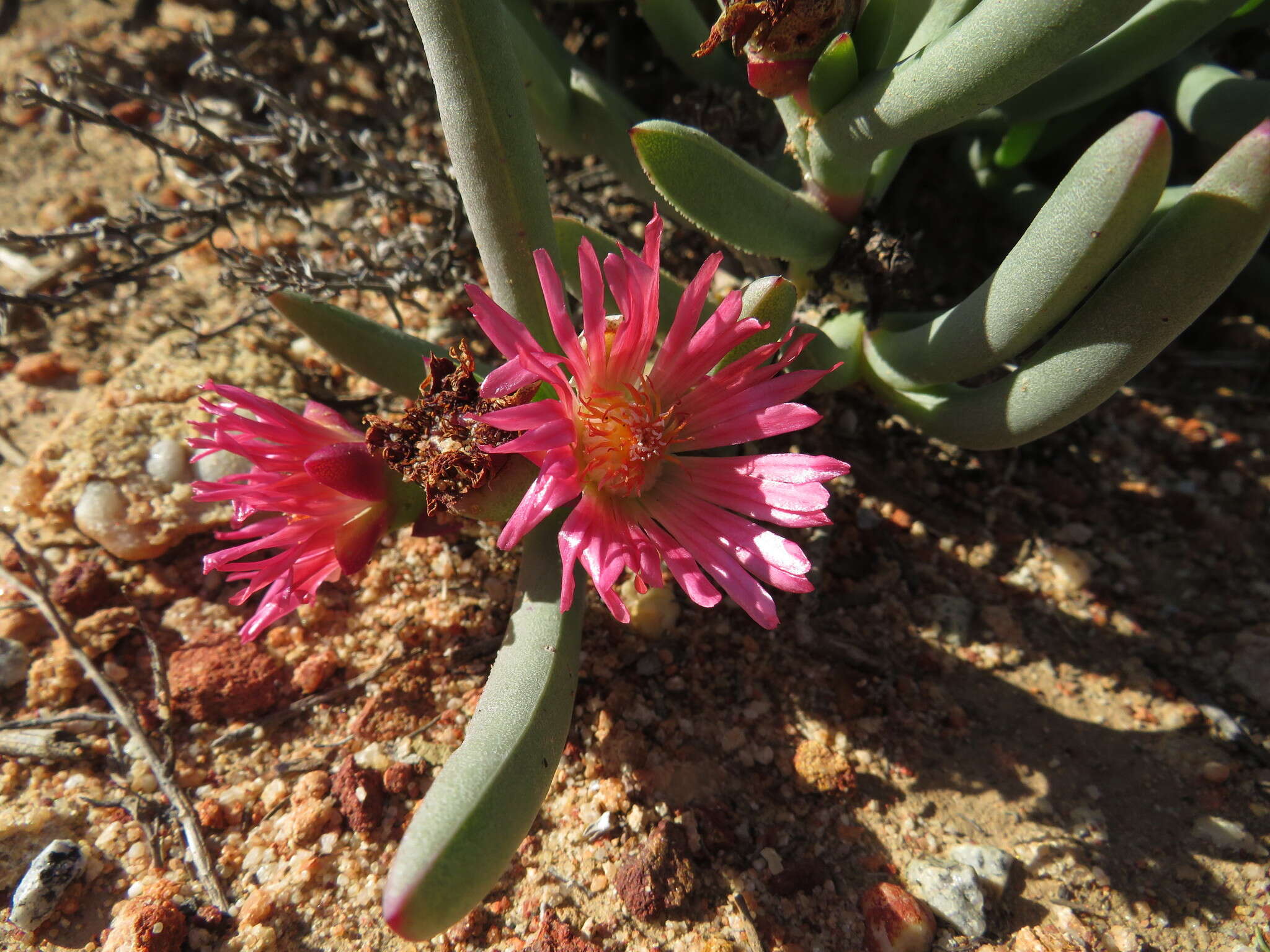 Image of Ruschia dichroa (Rolfe) L. Bol.