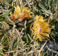 Image of Nananthus vittatus (N. E. Br.) Schwant.