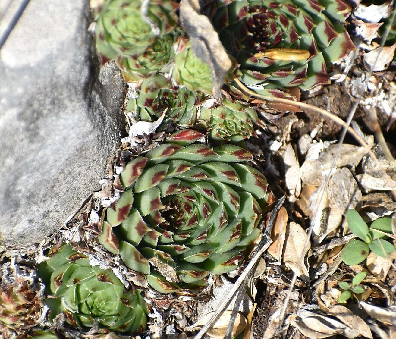 Image of Sempervivum calcareum Jordan