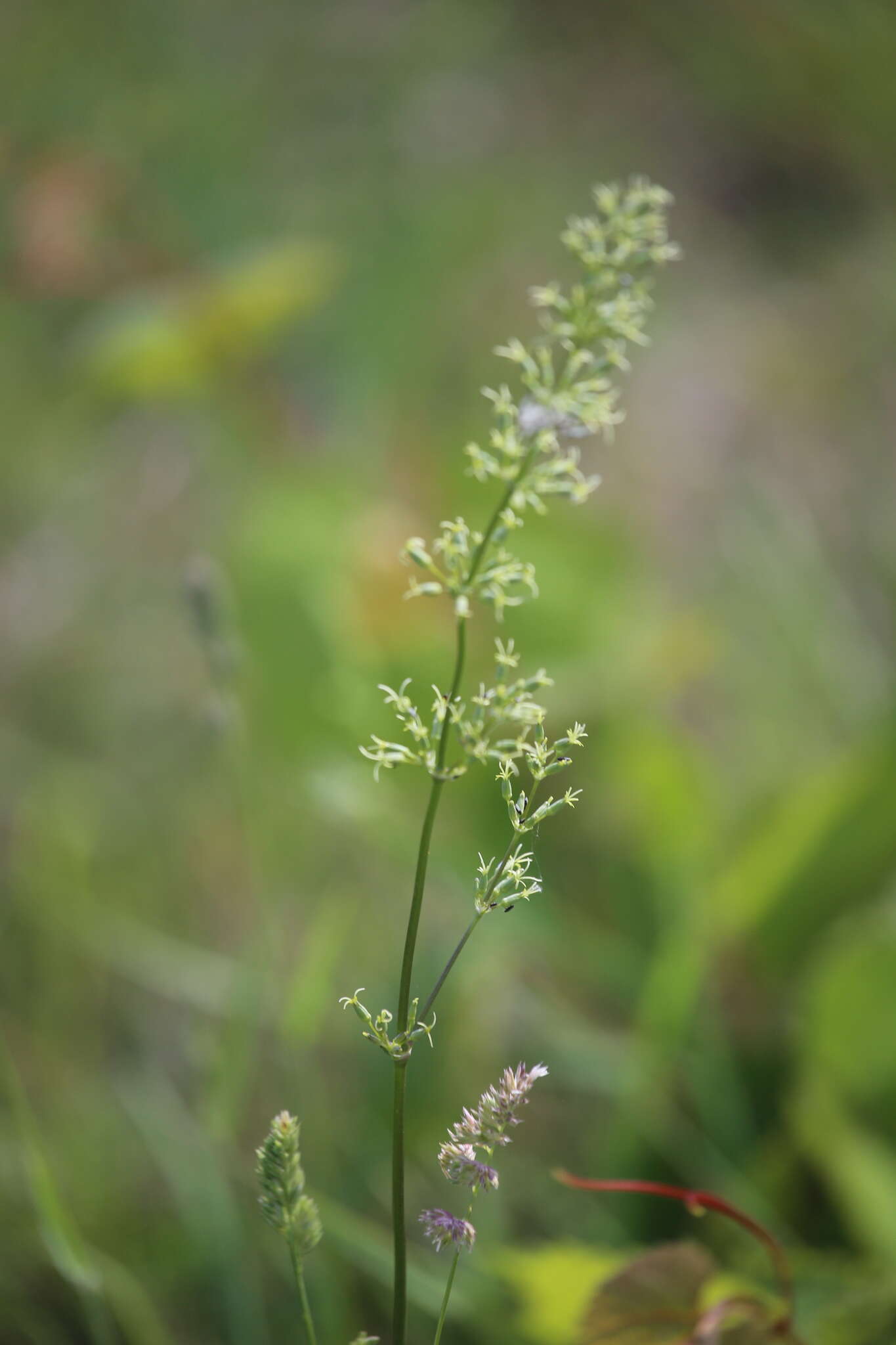 Silene otites (L.) Wibel resmi