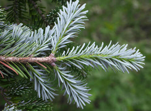 Abies veitchii Lindl. resmi