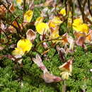 Image of Aspalathus pedicellata Harv.