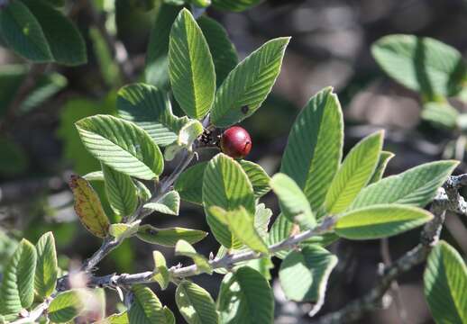 Image of Karwinskia mollis Schltdl.