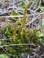 Imagem de Austrolycopodium fastigiatum (R. Br.) Holub