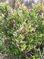 Chenopodium candolleanum subsp. candolleanum的圖片