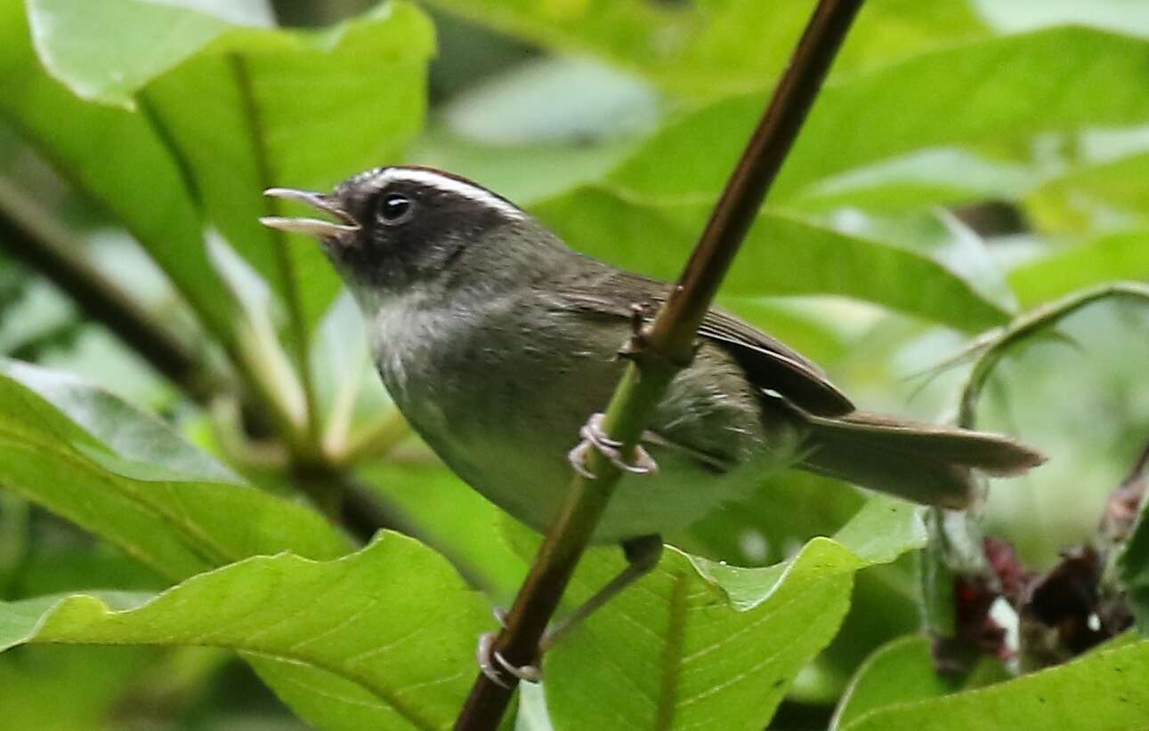 Image of Black-cheeked Warbler