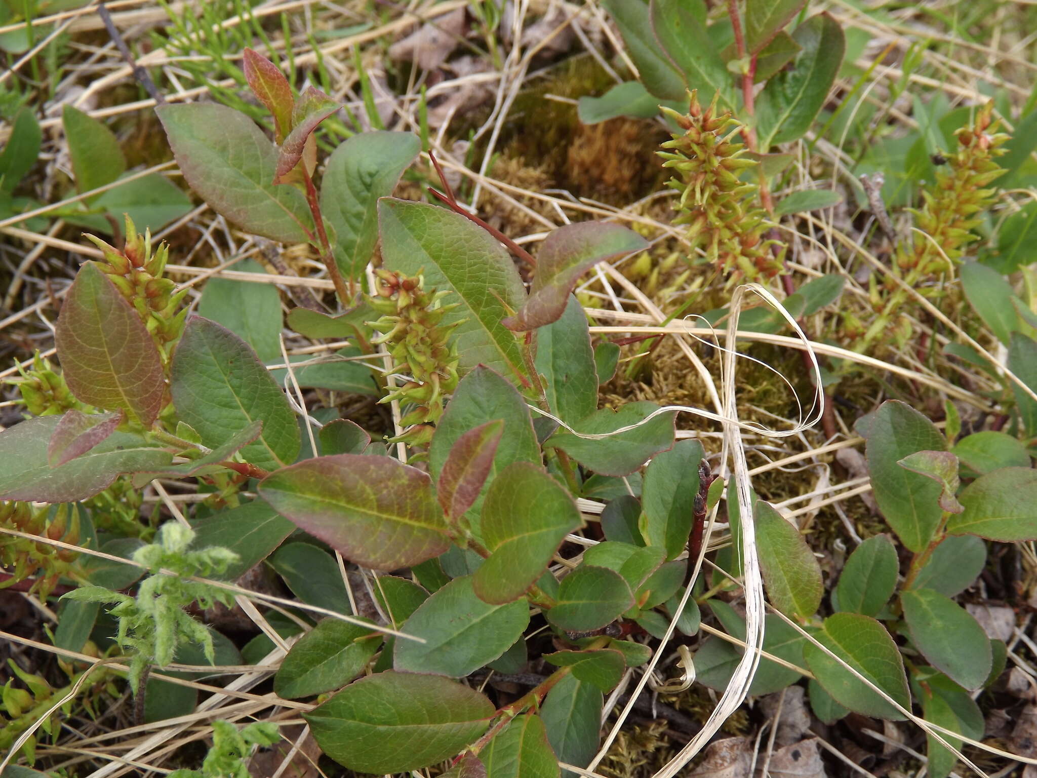 Image of halberd willow