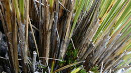 Image of Chionochloa lanea Connor