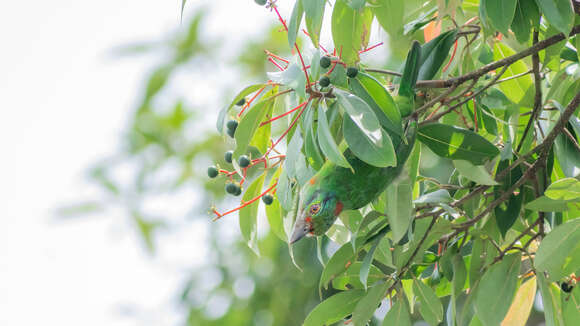 Image of Moustached Barbet