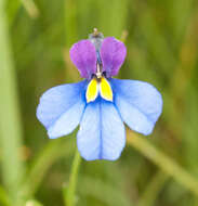 Image of Butterfly lobelia