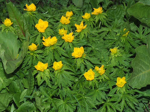 Image of Trollius ranunculinus (Sm.) Stearn