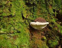 Image of Ganoderma australe (Fr.) Pat.