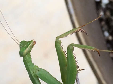 Image of Carolina Mantis