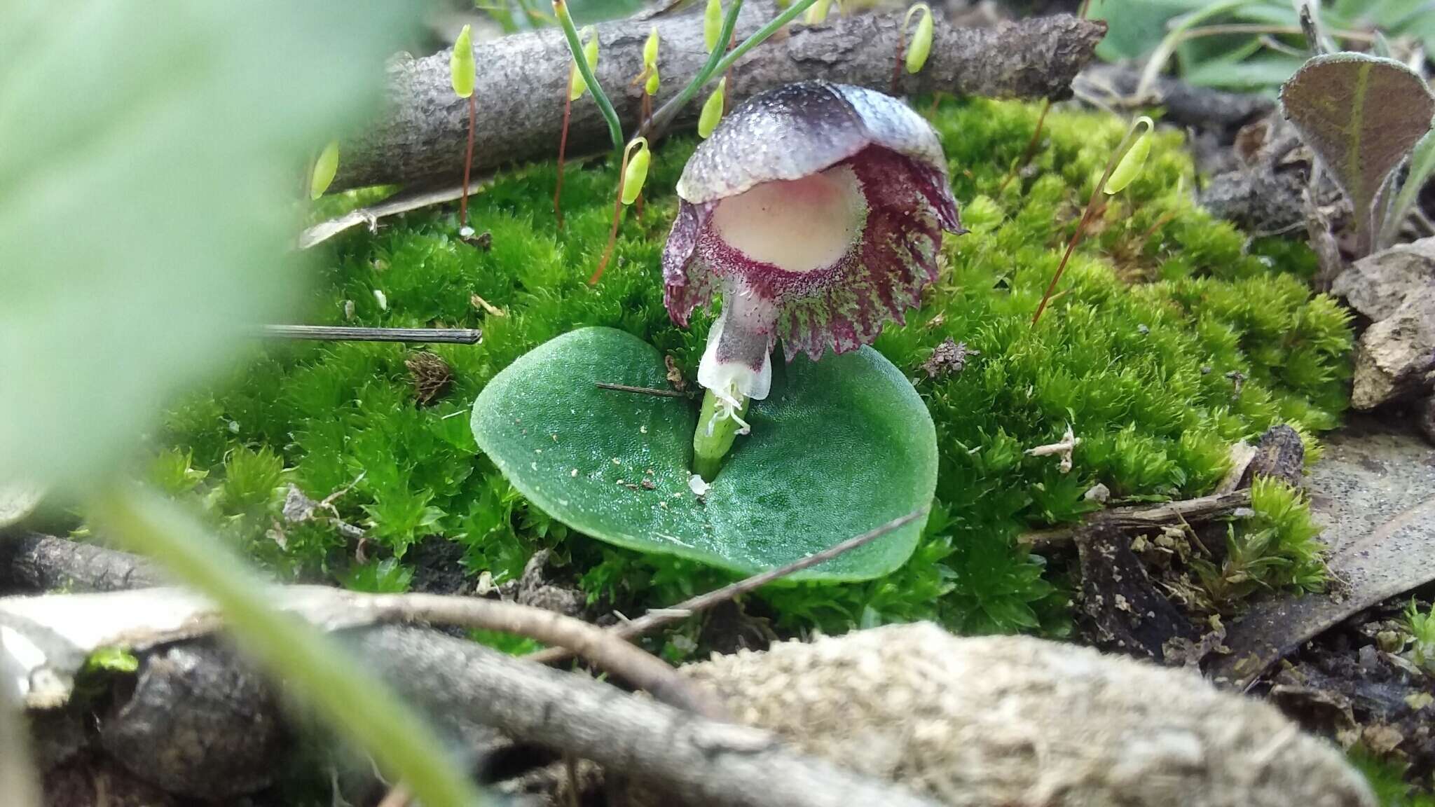 Image of Stately helmet orchid