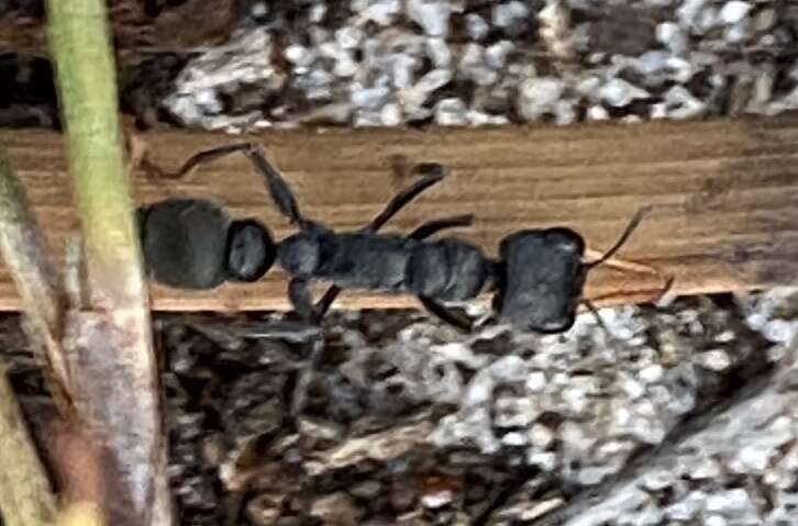 Image of Myrmecia clarki Crawley 1922