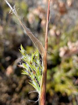 Imagem de Thamnochortus acuminatus Pillans