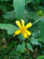 Image of Melanthera latifolia (Gardn.) Cabrera