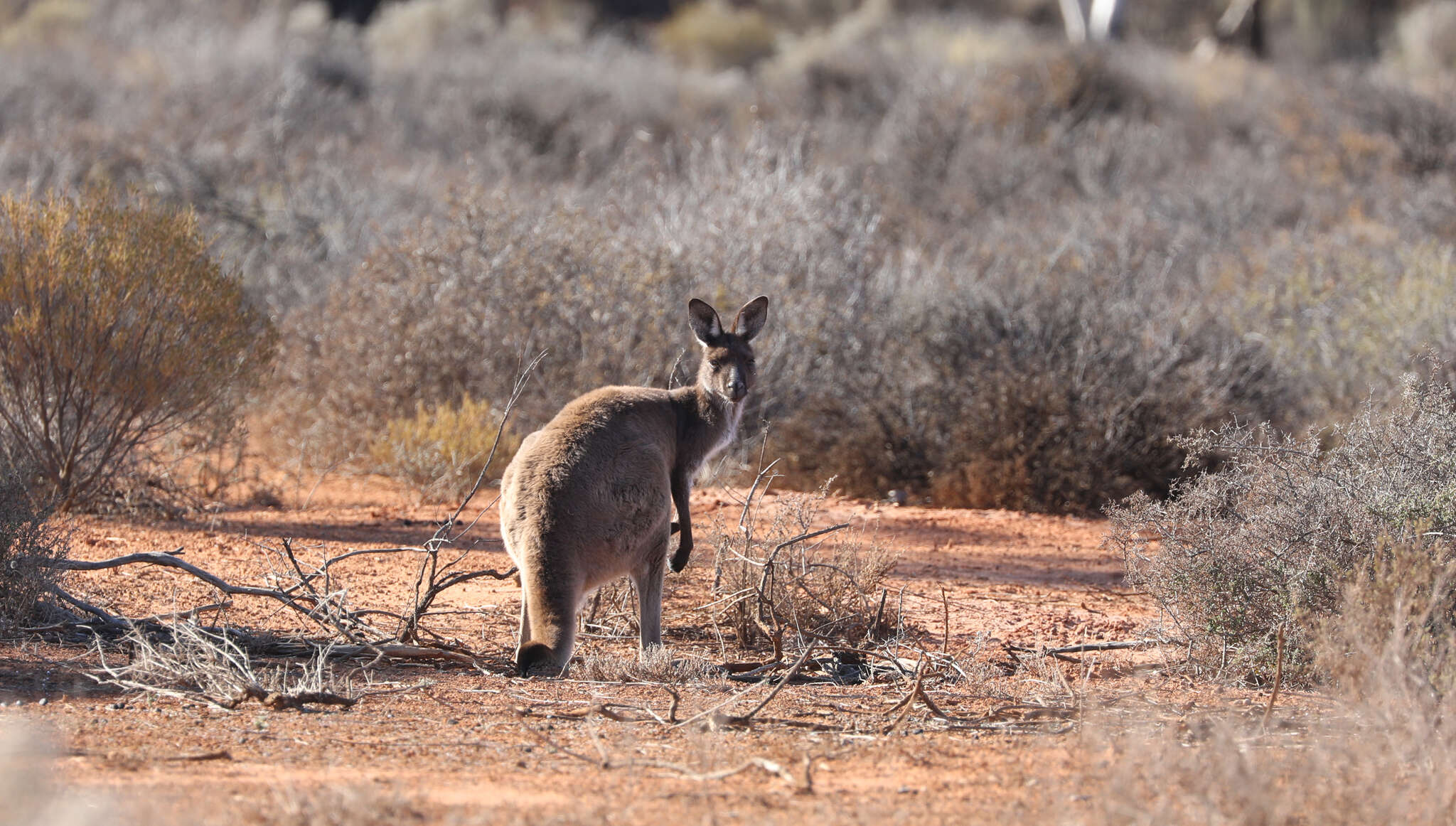 Macropus fuliginosus melanops Gould 1842 resmi