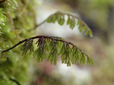 Image de Hymenophyllum villosum Col.