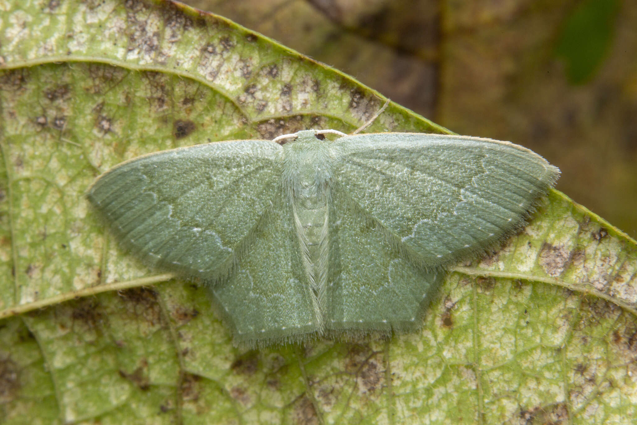 Image of Maxates melancholica (Prout 1912)