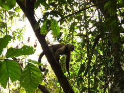 Image of Weeper Capuchin