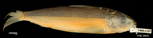 Image of <i>Sardinella aurita</i> Valenciennes 1847