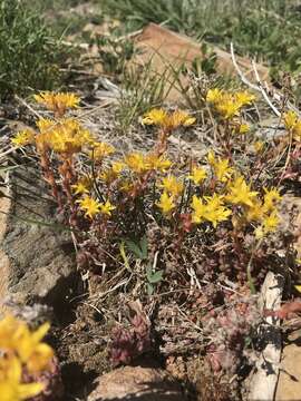 Image de Sedum rupicola G. N. Jones