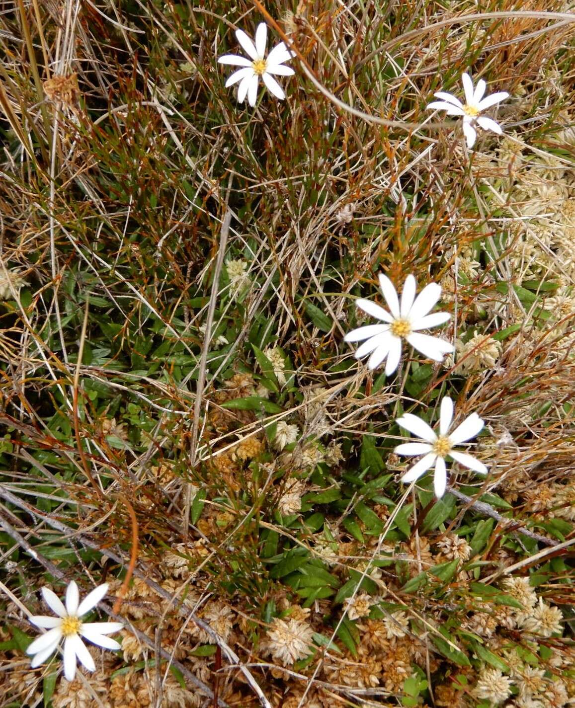 Image of Celmisia parva T. Kirk