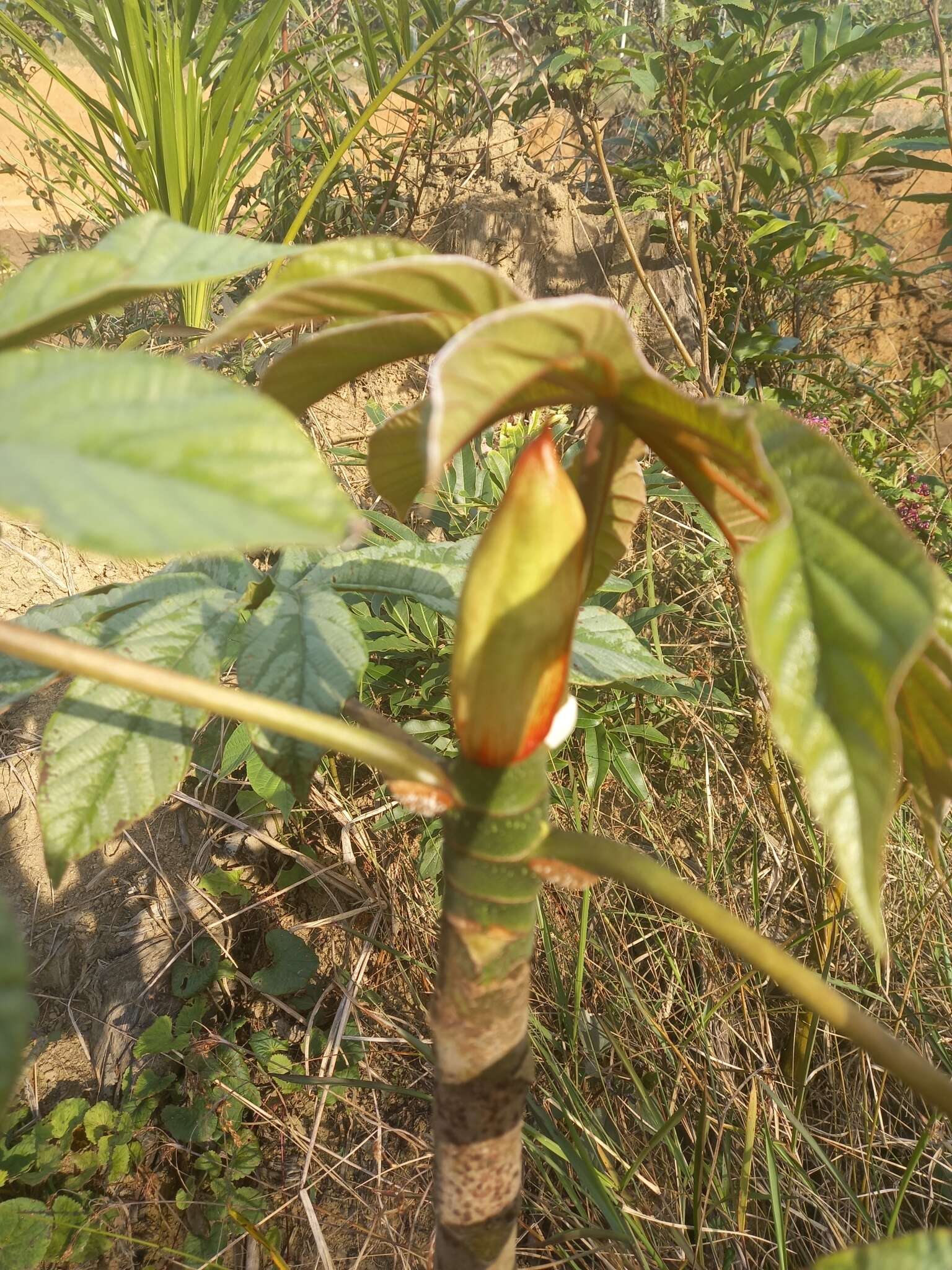 Image of Cecropia glaziovii Snethlage