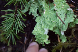 Image of Oregon lung lichen