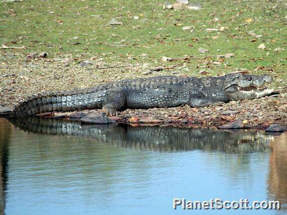 Image of Broad-snouted Crocodile