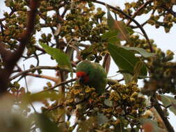 Image of Little Lorikeet