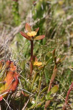 Image of Portulaca cryptopetala Speg.