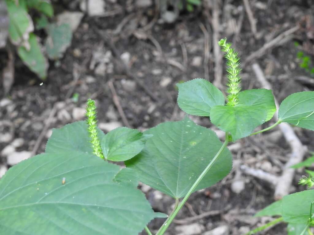 Imagem de Acalypha macrostachya Jacq.