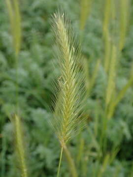 Image of meadow barley