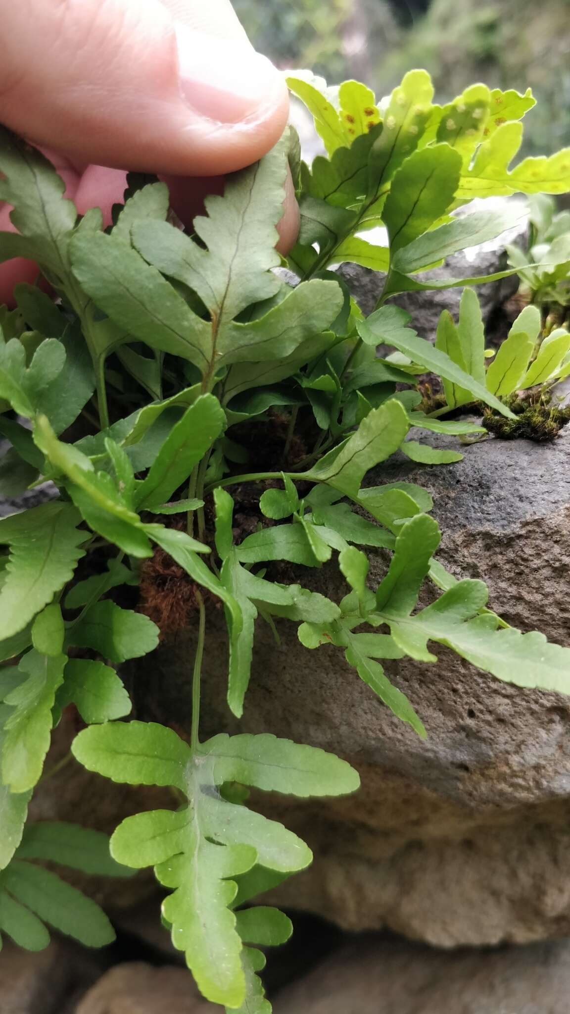 Plancia ëd Polypodium cambricum subsp. macaronesicum (Bobrov) Fraser-Jenkins