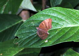 Image of Tanaecia julii Bougainville 1837