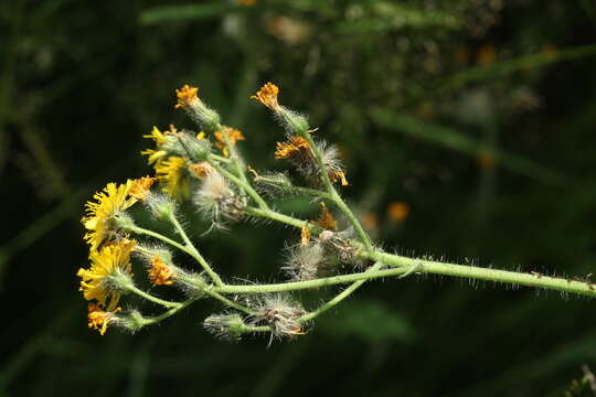 Image of Pilosella cymosa (L.) Sch. Bip., F. W. Schultz & Sch. Bip.